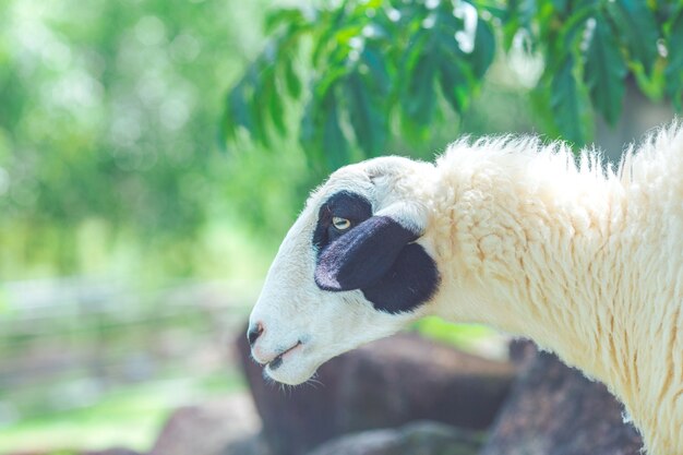 Ciérrese encima de una cabeza blanca de las ovejas que se coloca en una roca en una granja.