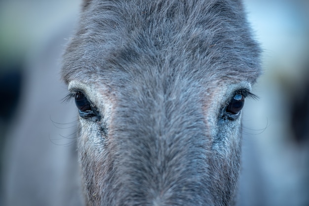 Ciérrese encima de la cabeza del burro en el paisaje del valle de Nubra, Leh, distrito de Ladakh, la India.