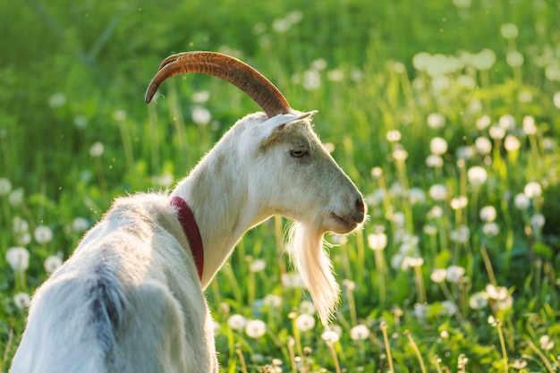 Ciérrese encima de cabra en granja en hierba verde. Cabra blanca con cuernos