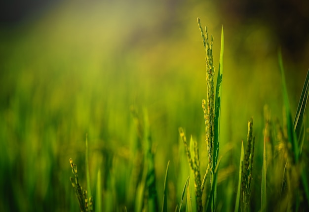 Ciérrese encima de campo del arroz de arroz con el rayo de luces en fondo verde