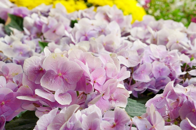 Ciérrese encima de campo de la flor rosada suave de la hortensia.