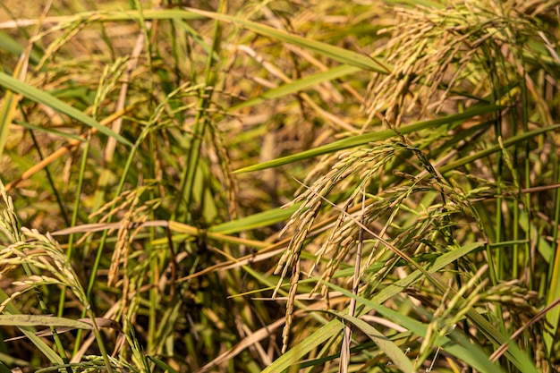 Ciérrese encima del campo de oro del arroz (comida de la naturaleza) al este de Tailandia.