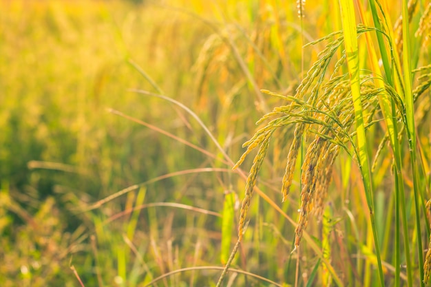 Ciérrese encima de campo de oro del arroz.