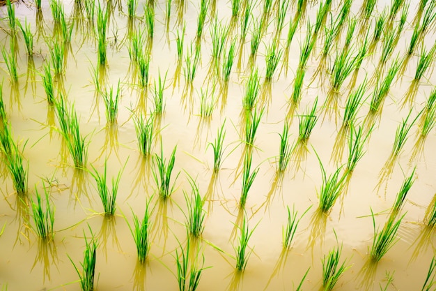 Foto ciérrese encima de campo de la planta de arroz