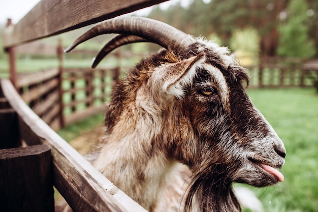 Ciérrese encima de la cara del retrato de una cabra con una barba y cuernos en una granja en el pueblo. Una vieja cabra billy (buck) con cuernos. Escena típica en el pueblo ucraniano, agricultura, ganadería.