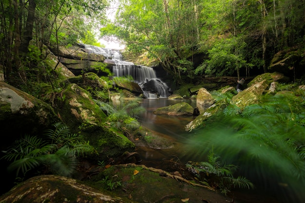 Ciérrese encima de la cascada de la visión en bosque profundo en el parque nacional, escena del río de la cascada.