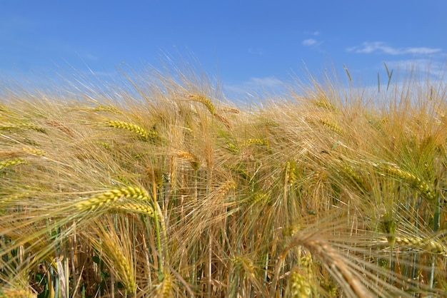 Ciérrese encima del cereal de oro que crece en un campo bajo el cielo azul