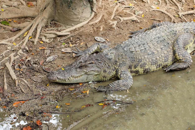 Ciérrese encima de cocodrilo cerca del río en Tailandia.