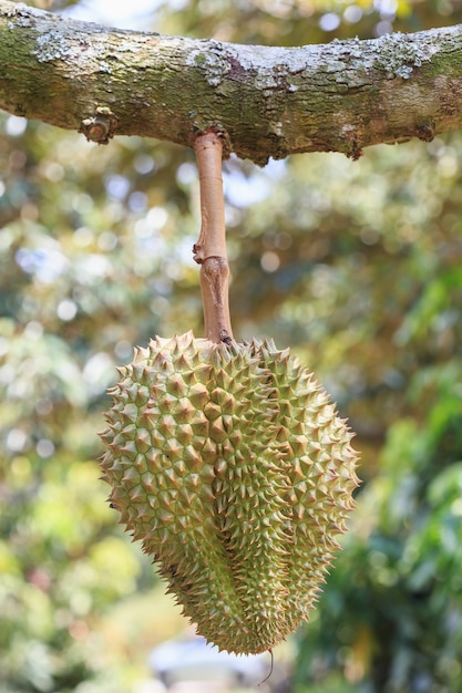 Ciérrese encima de Durian tailandés, fruta tropical en árbol en jardín