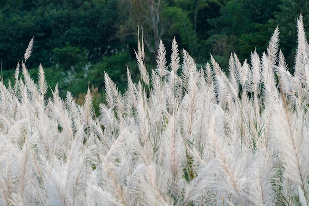 Ciérrese encima de la flor blanca en campo con el fondo del amanecer