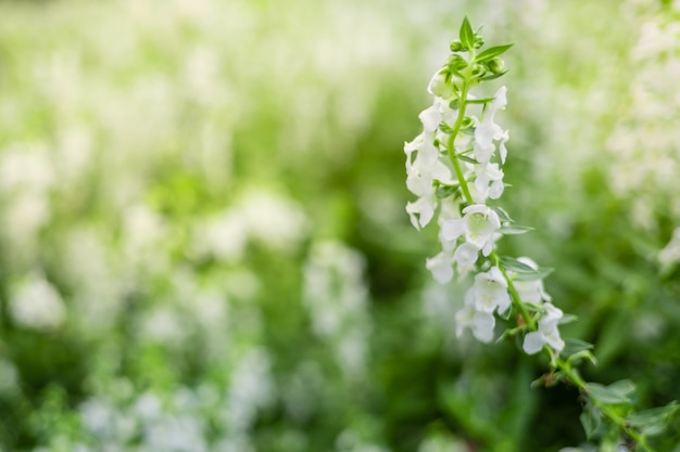 Ciérrese encima de la flor blanca hermosa en fondo de la hierba del verdor en el jardín