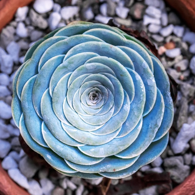 Ciérrese encima de la flor del cactus que florece en el jardín