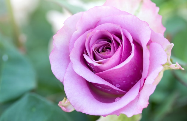 Ciérrese encima de la flor color de rosa púrpura