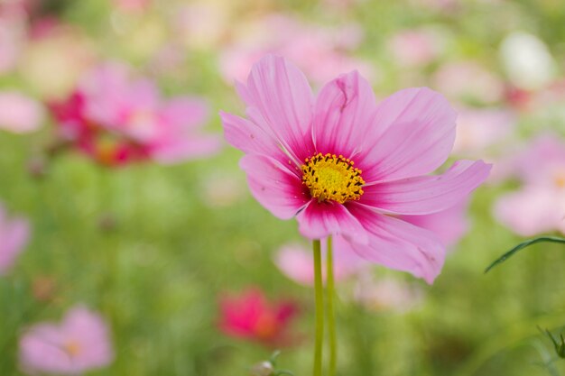 Ciérrese encima de la flor del cosmos en el jardín para el fondo