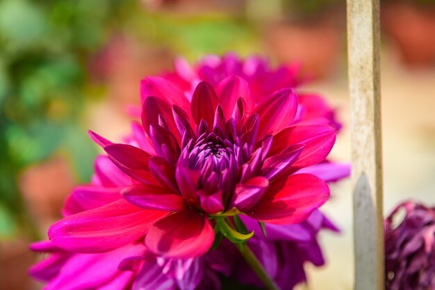 Ciérrese encima de la flor híbrida de la dalia rosada en el jardín.