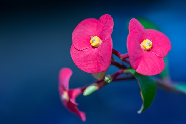 Foto ciérrese encima de la flor roja de la corona de espinas. común como se conoce la planta de cristo, o la espina de cristo. (euphorbia milii desmoul)