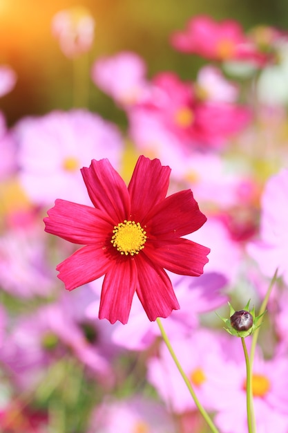 Ciérrese encima de la flor roja del cosmos