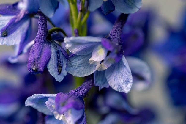 Ciérrese encima de las flores del delphinium y del espacio para su texto.