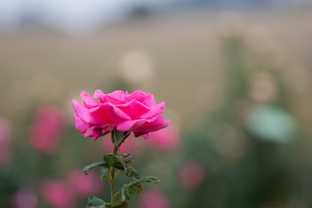 Ciérrese encima del foco selectivo flores color de rosa hermosas del flor en jardín o campos, plantación comercial jardín de flores color de rosa en Tailandia con muchos colores