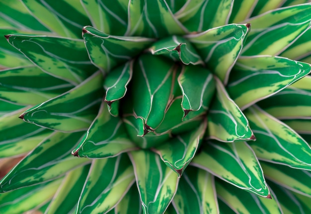 Ciérrese encima de fondo natural y de la textura del extracto hermoso del cactus del agavo.