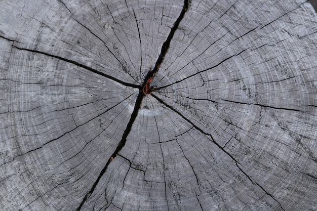 Ciérrese encima de fondo de la textura del tocón de árbol