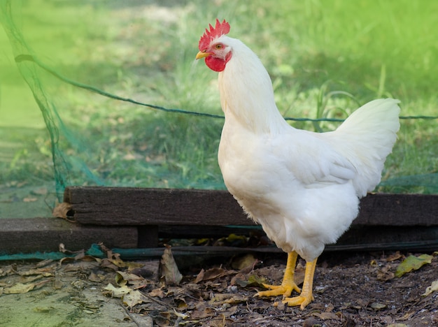 Ciérrese encima de la foto del gallo afuera. Pollo viviendo al aire libre