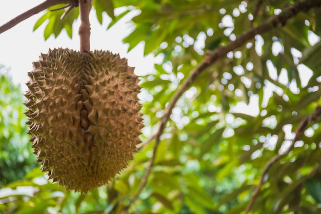 Ciérrese encima de fruta fresca del Durian en árbol en granja orgánica.