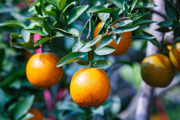 Foto ciérrese encima de la fruta madura de las naranjas que cuelga en árbol en el jardín de la plantación anaranjada, chiangmai, tailandia