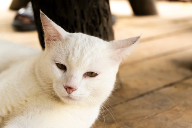 Ciérrese encima de gato blanco en el piso de madera, imagen borrosa del foco.