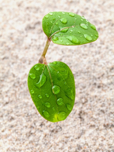 Ciérrese encima de gota de agua en la plántula que crece en tiempo de primavera.