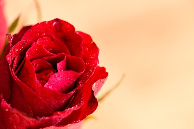 Ciérrese encima de gotas del agua en una rosa roja. Concepto del día de San Valentín.