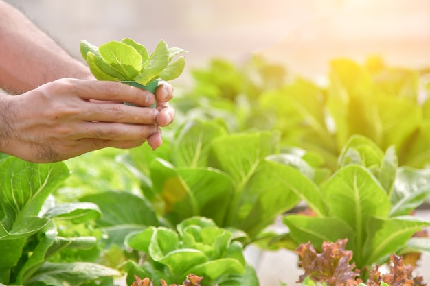 Ciérrese encima de granjero de la mano en jardín hidropónico durante concepto del fondo de la comida del tiempo de mañana