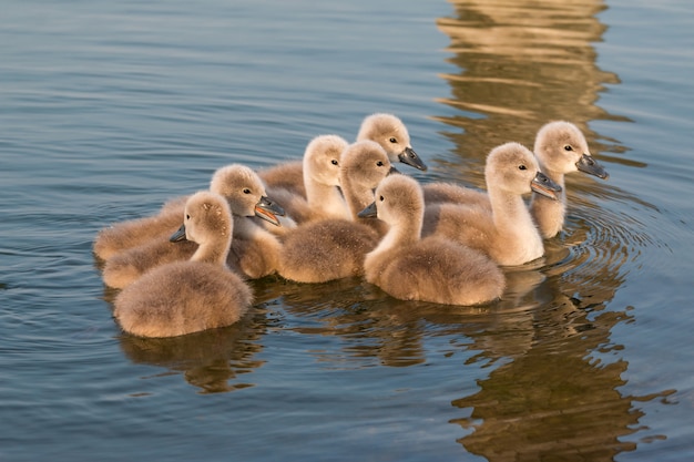 Ciérrese encima del grupo de pequeños cisnes en primavera en el lago