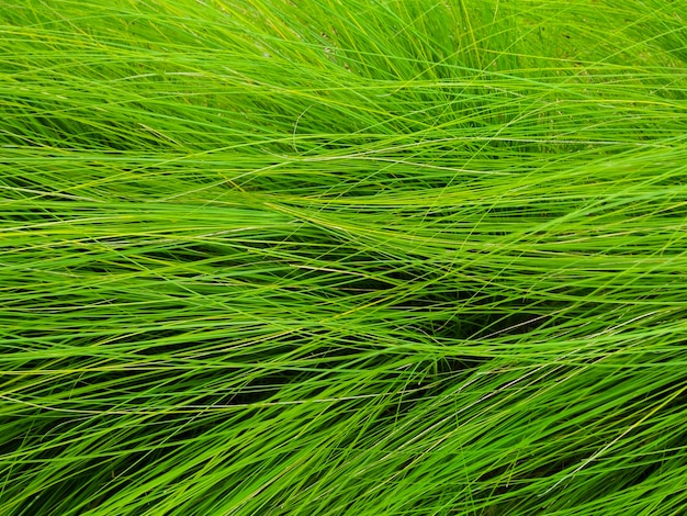 Foto ciérrese encima de hierba verde en el fondo del campo