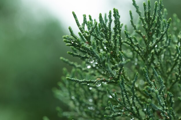 Ciérrese encima de la hoja verde en fondo borroso en jardín.