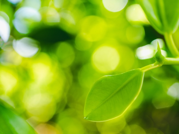 Ciérrese encima de la hoja verde fresca contra fondo borroso luz natural