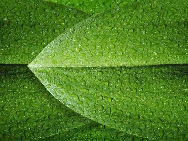 Ciérrese encima de las hojas verdes con las gotitas de agua después de llover en la mañana.