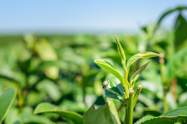 Ciérrese encima de las hojas verdes del té en granja en mesetas en el campo de Tailandia