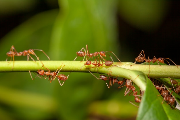 Ciérrese encima de hormiga roja en árbol del palillo en naturaleza en tailandia