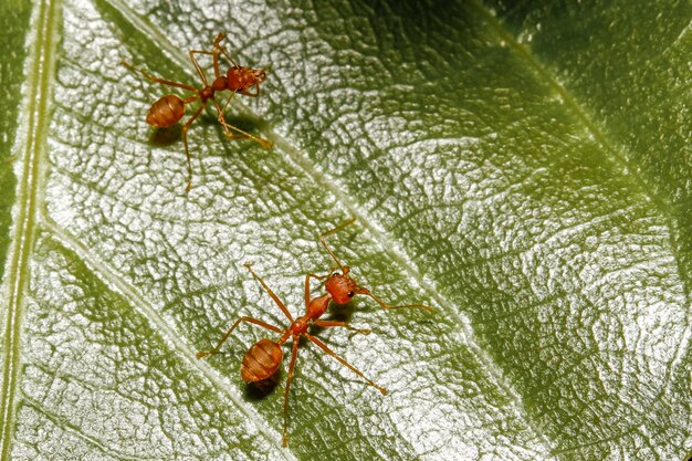 Ciérrese encima de hormiga roja en la hoja verde en naturaleza en Tailandia