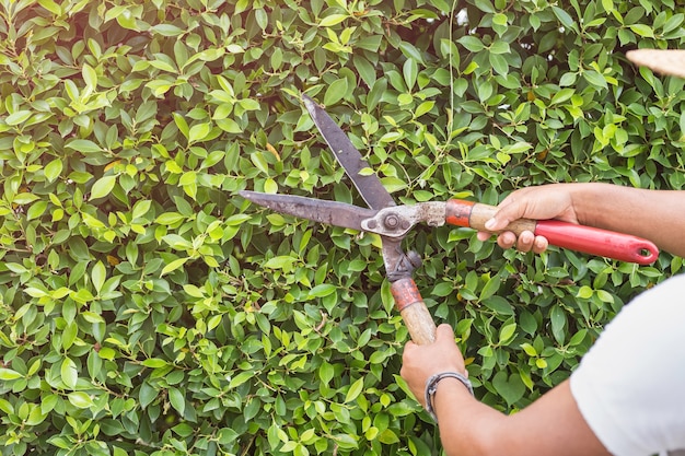 Ciérrese encima del jardinero que corta un seto en el jardín. Enfoque en tijera