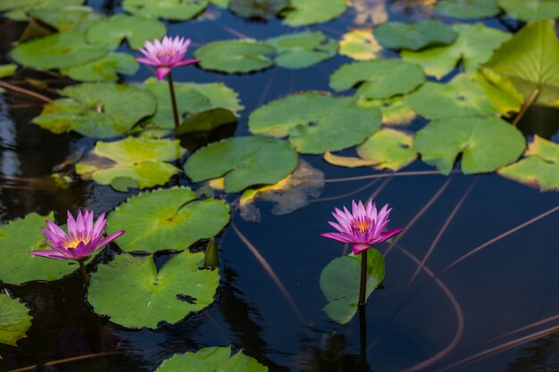 Ciérrese encima de un lirio de agua rosado en un estanque, enfocado suave.