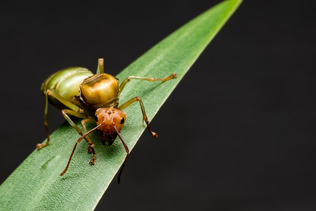 Foto ciérrese encima de macro de la hormiga de reina en la hoja verde