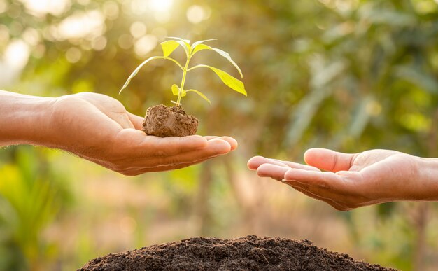 Ciérrese encima de la mano que sostiene el brote verde joven del árbol y que planta en suelo