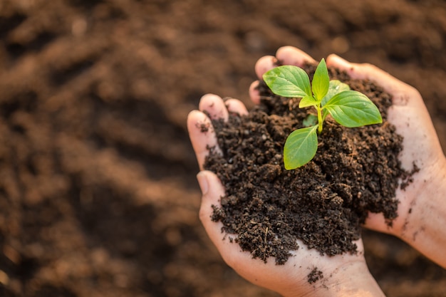 Ciérrese encima de la mano que sostiene el brote verde joven del árbol y que planta en suelo