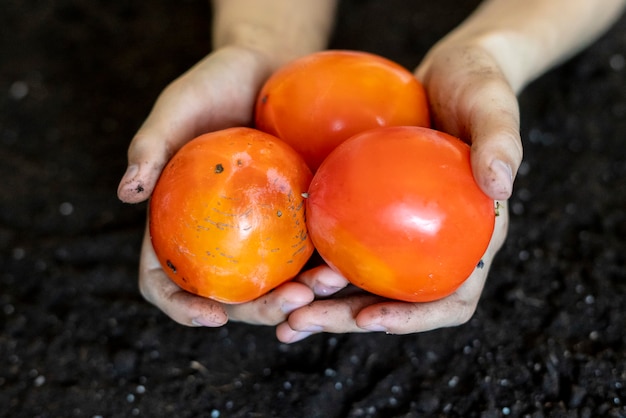 Foto ciérrese encima de la mano que sostiene las frutas del caqui sobre la tierra del suelo