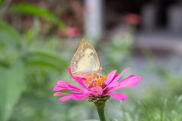 Ciérrese encima de mariposa hermosa en la flor rosada de la floración