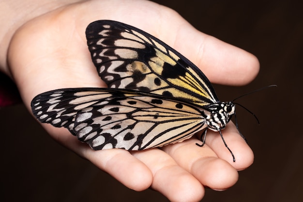 Ciérrese encima de la mariposa en la mano de la mujer.