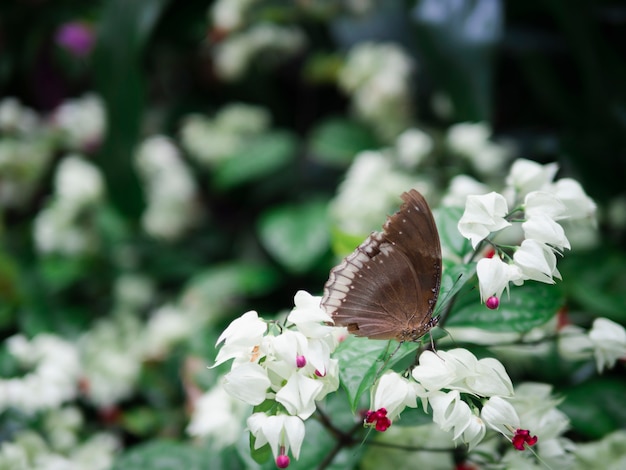 Ciérrese encima de mariposa marrón en la flor blanca con el fondo del jardín