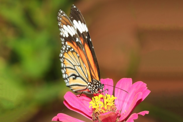 Ciérrese encima de mariposa en naturaleza en el parque